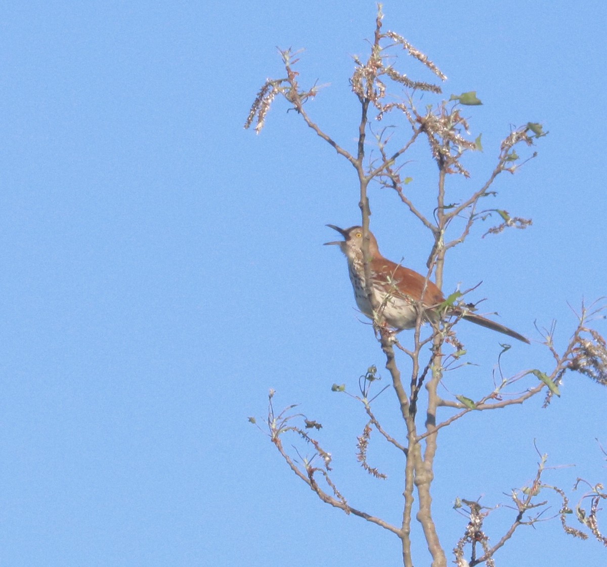 Brown Thrasher - ML620131722