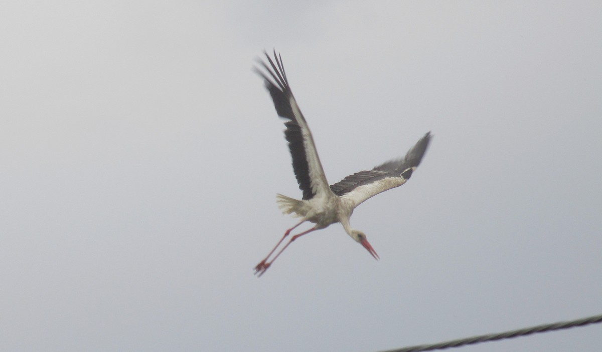 White Stork - ML620131735