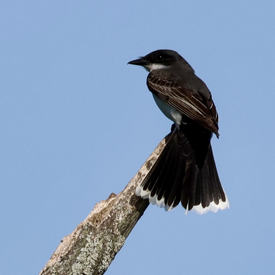 Schieferrücken-Königstyrann - ML620131738