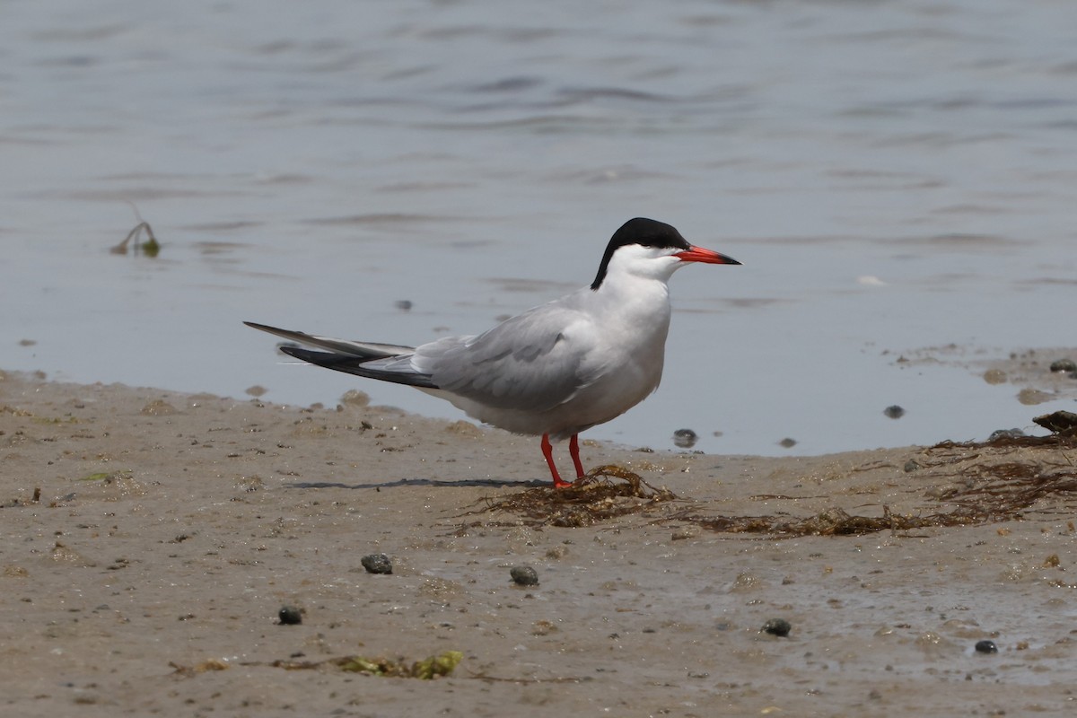 Common Tern - ML620131741