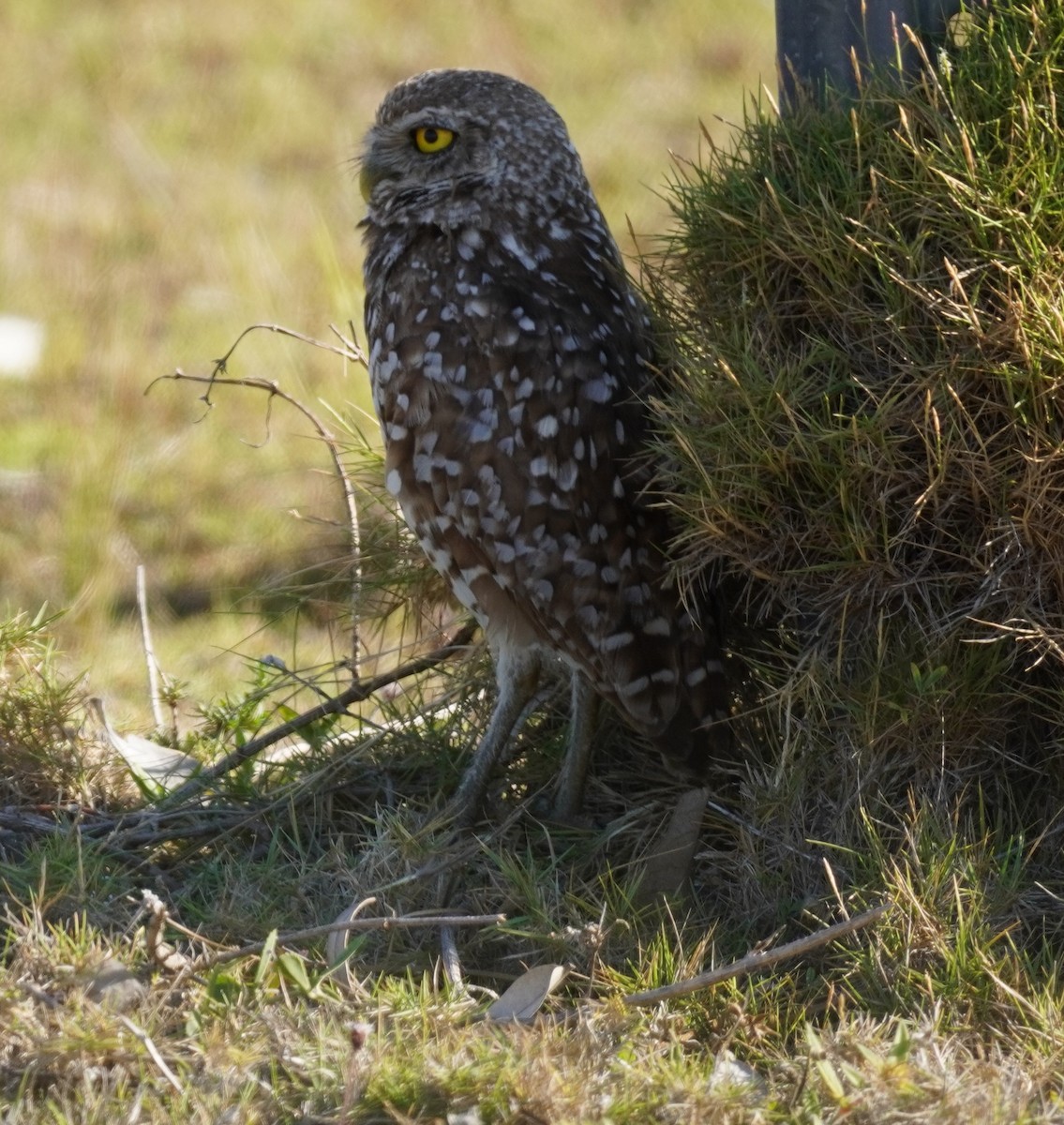 Burrowing Owl - ML620131744