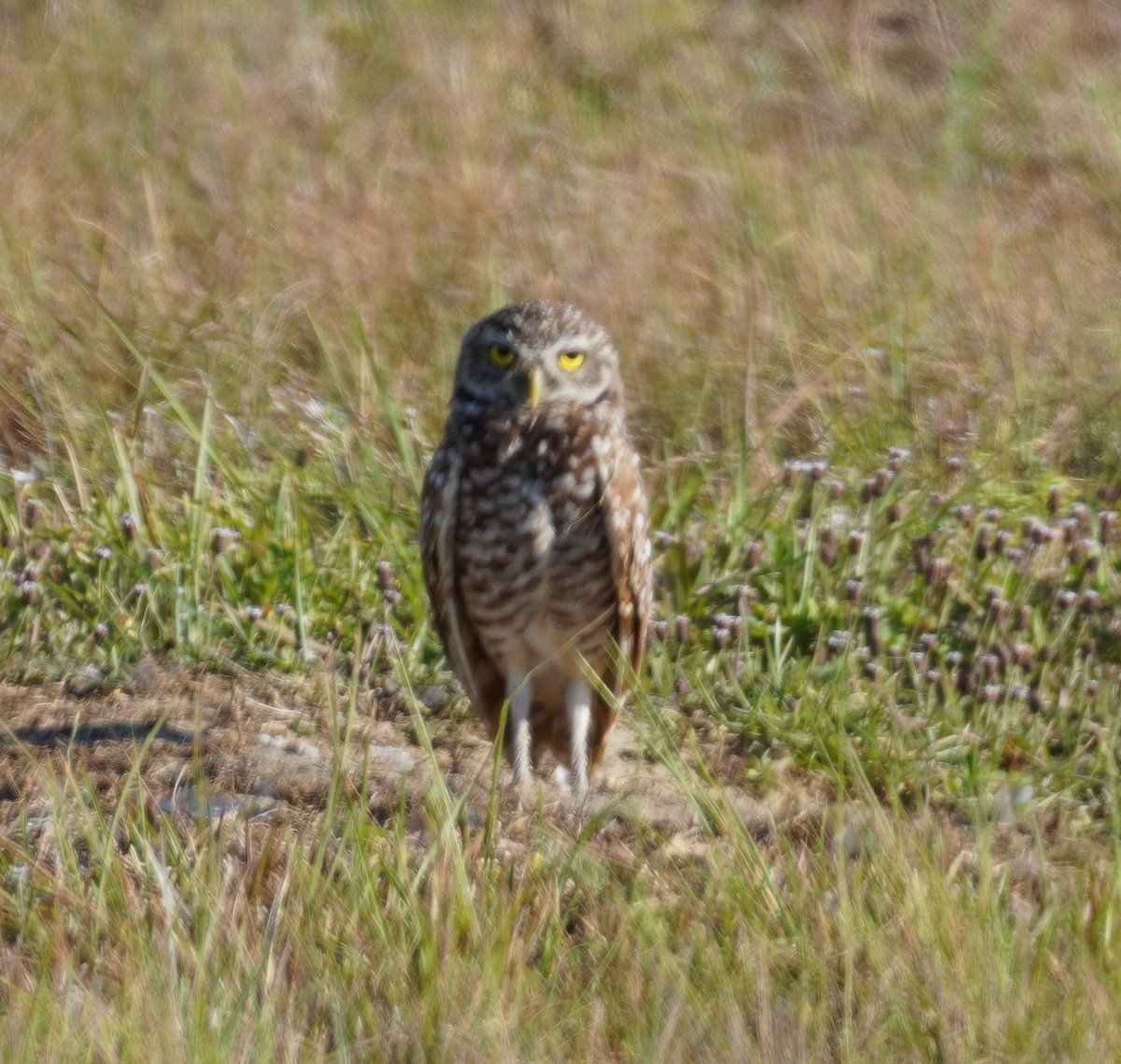 Burrowing Owl - ML620131745