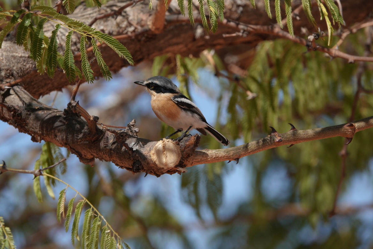 Pririt Batis - ML620131747