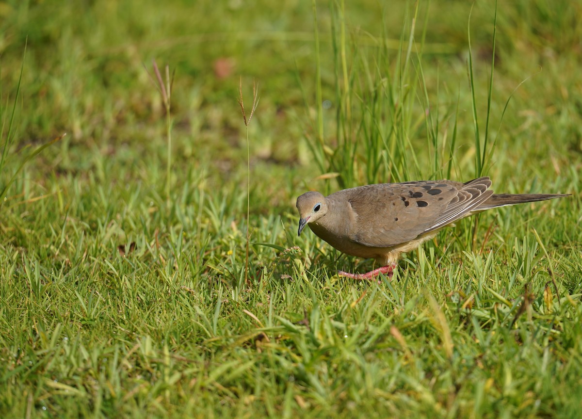 Mourning Dove - ML620131749