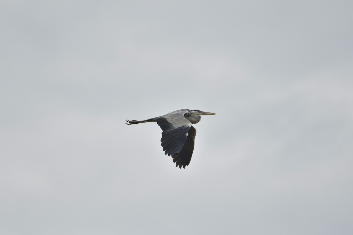 Gray Heron - ML620131755