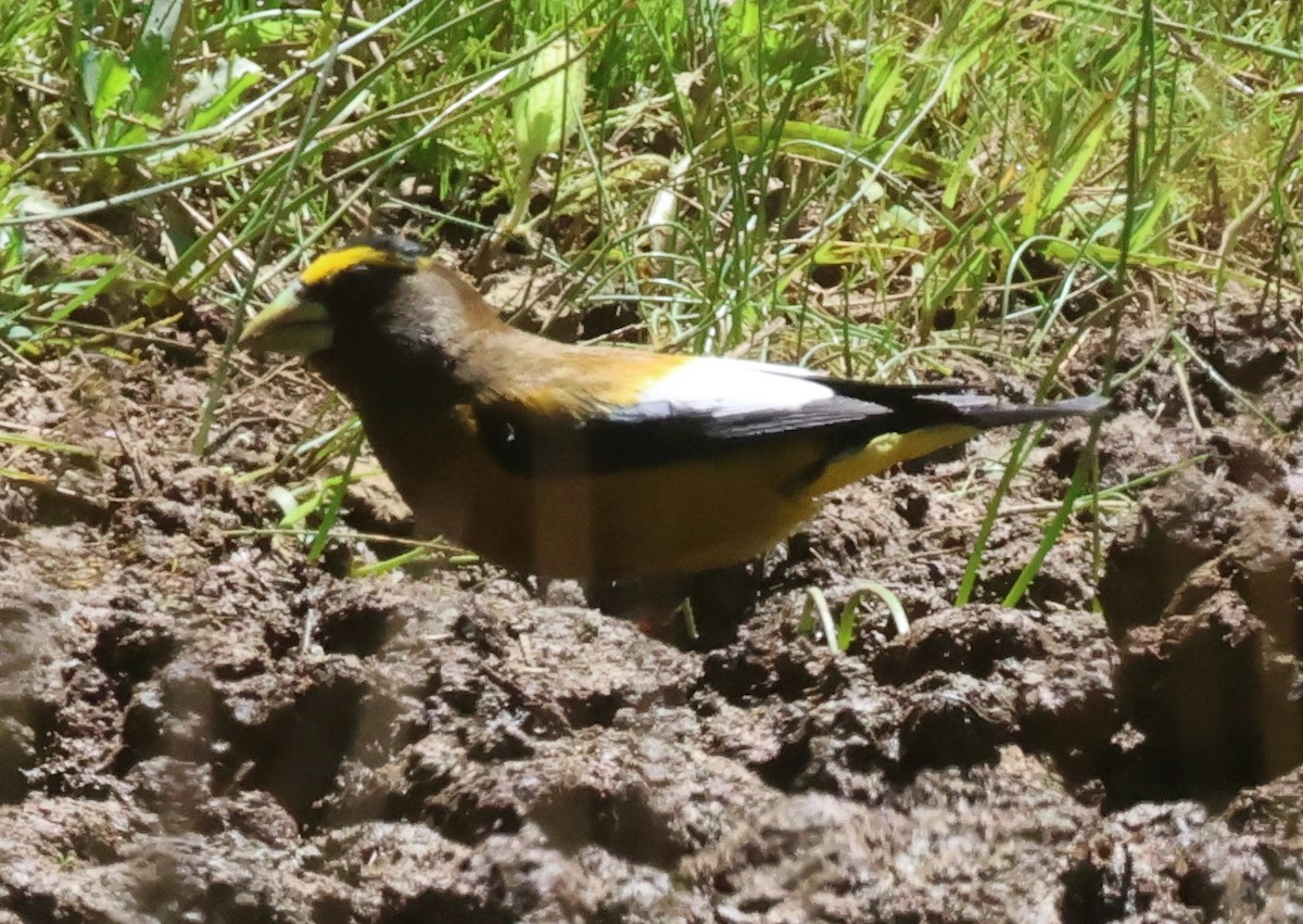 Evening Grosbeak - ML620131760