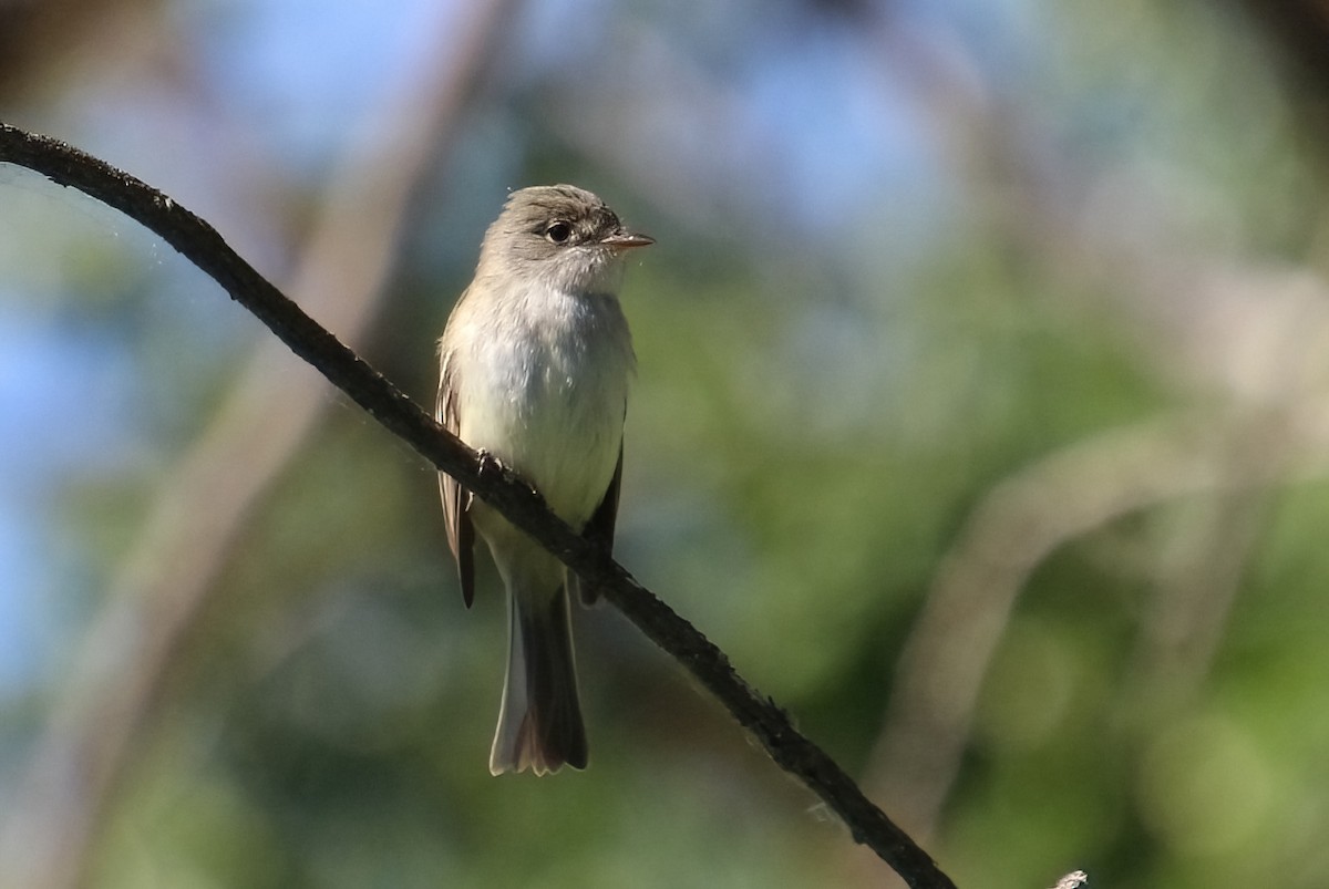 Least Flycatcher - ML620131765