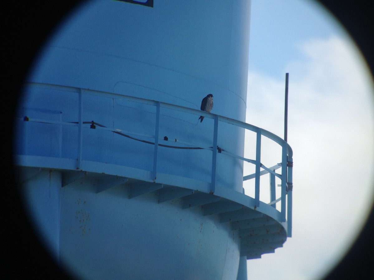 Peregrine Falcon - ML620131768