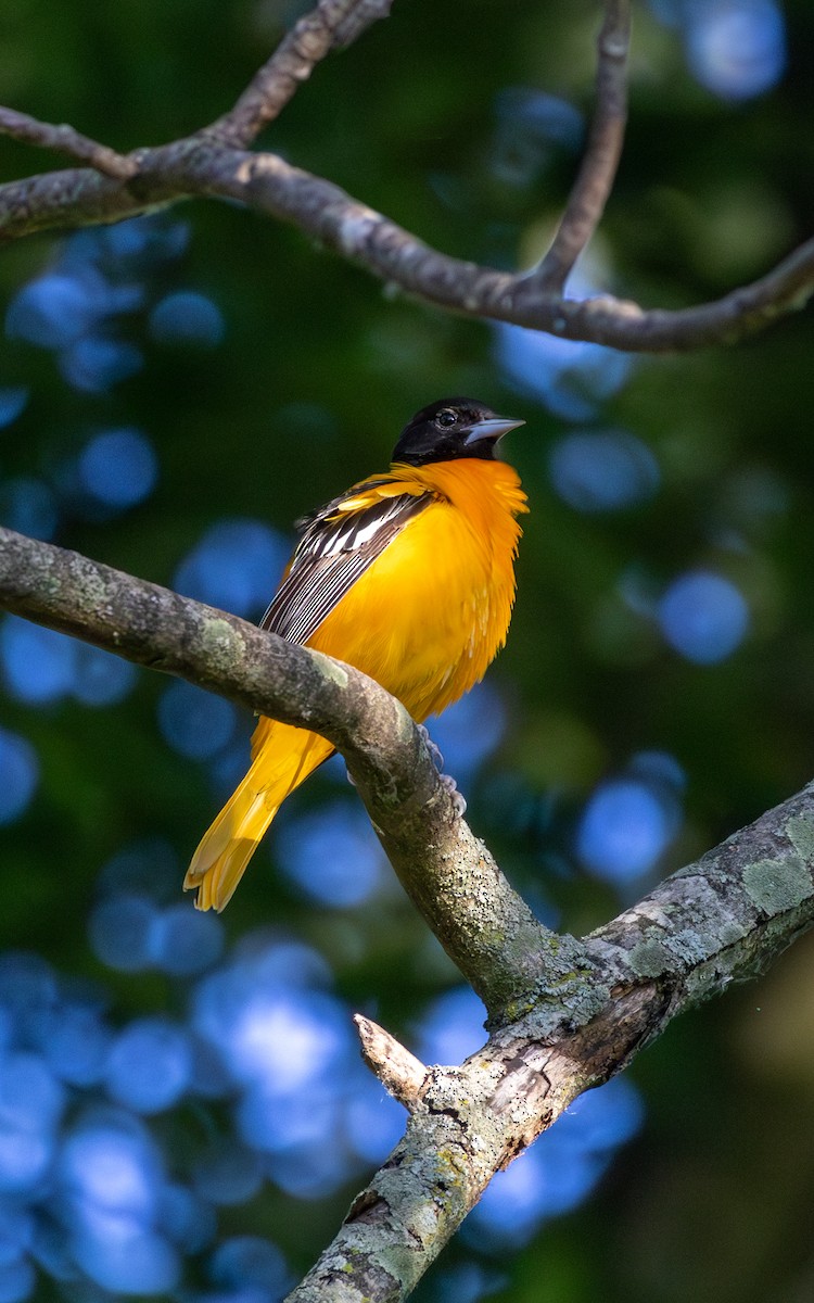 Baltimore Oriole - ML620131775