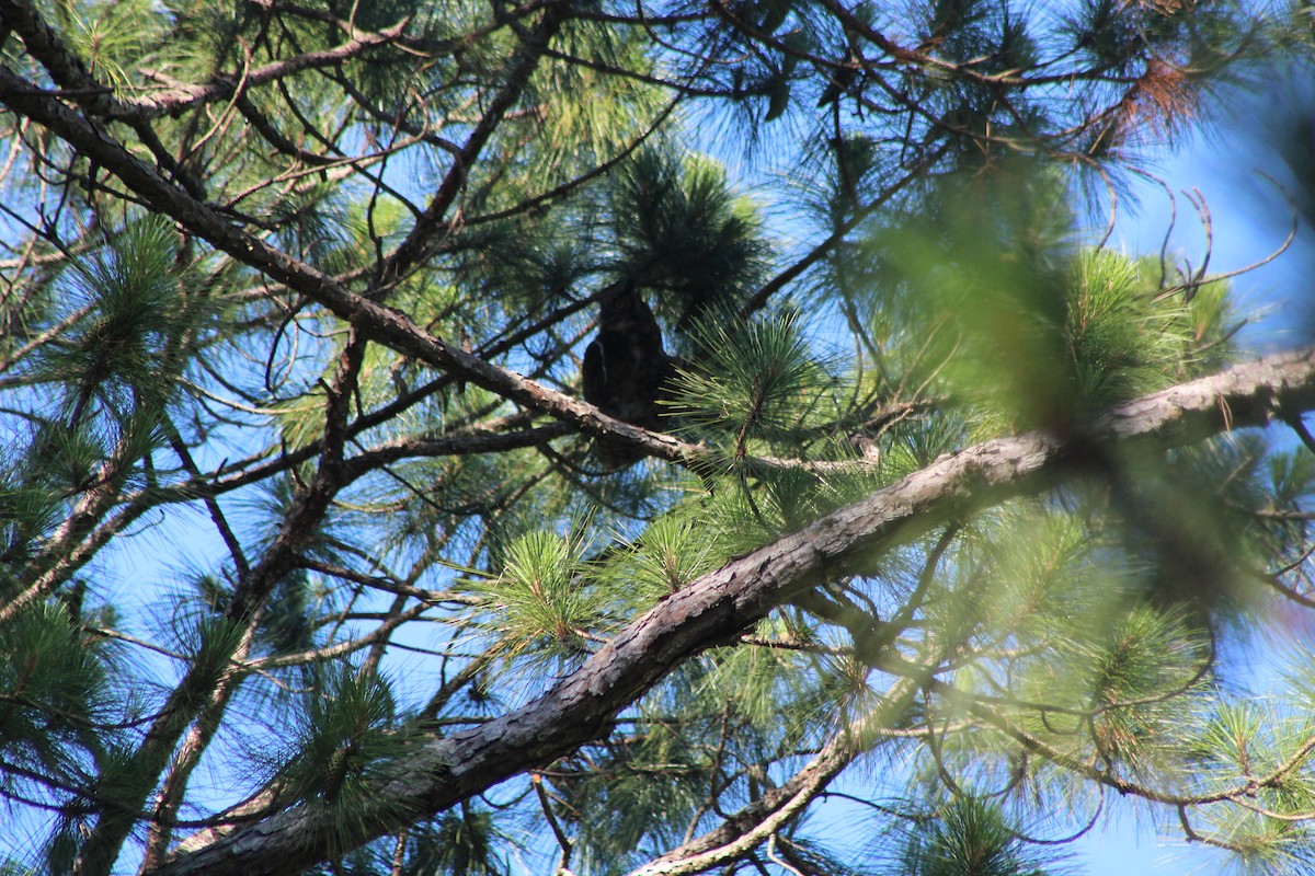 Great Horned Owl - ML620131778