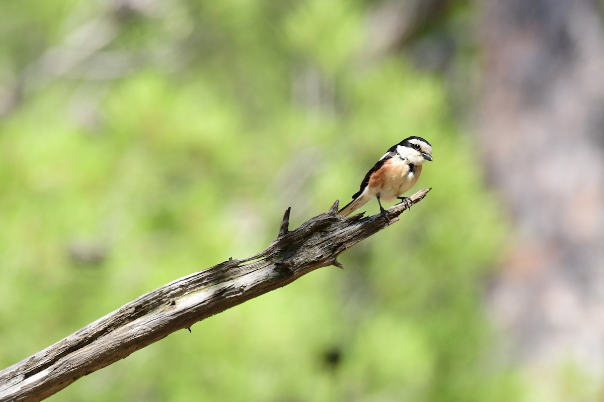 Masked Shrike - ML620131793