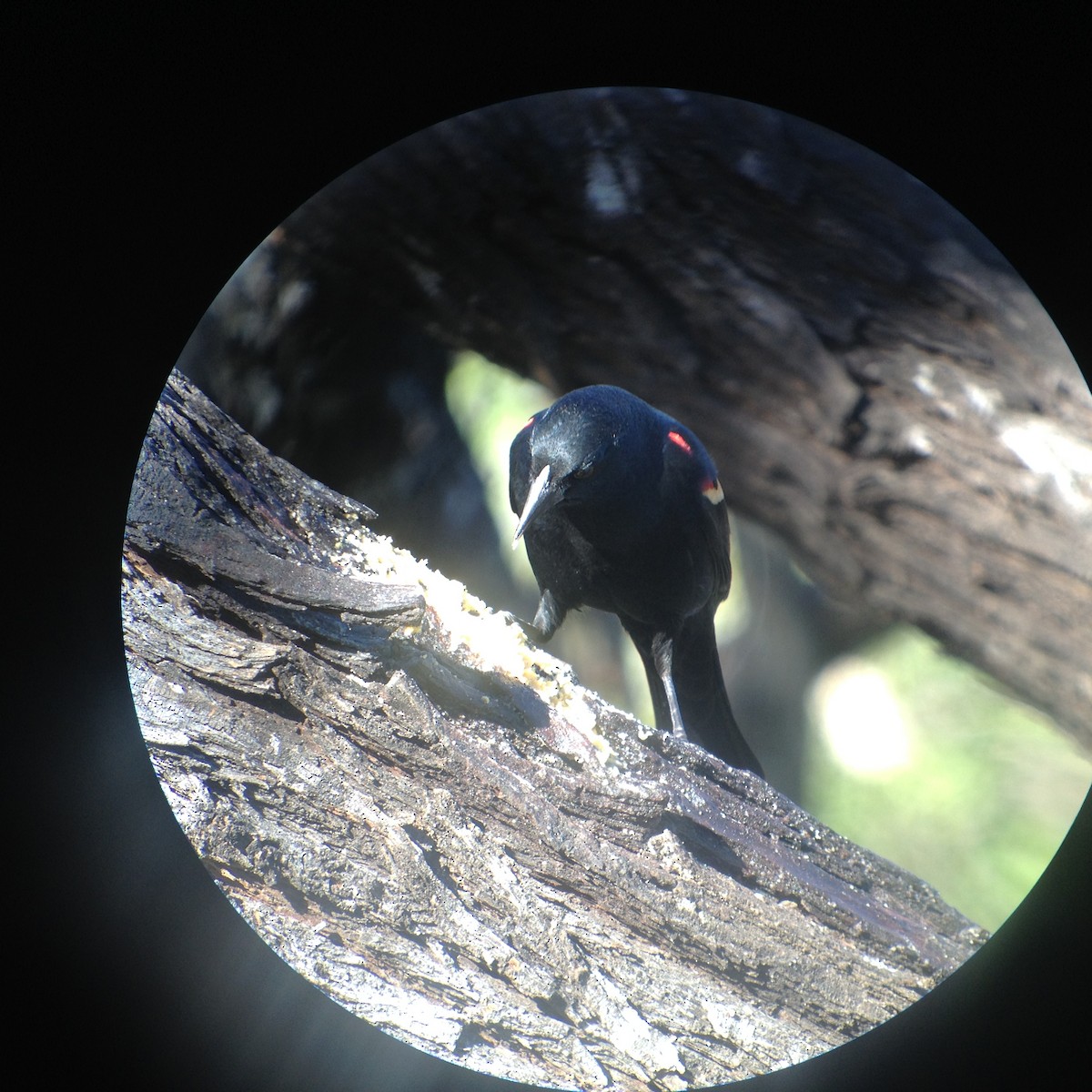 Red-winged Blackbird - ML620131796