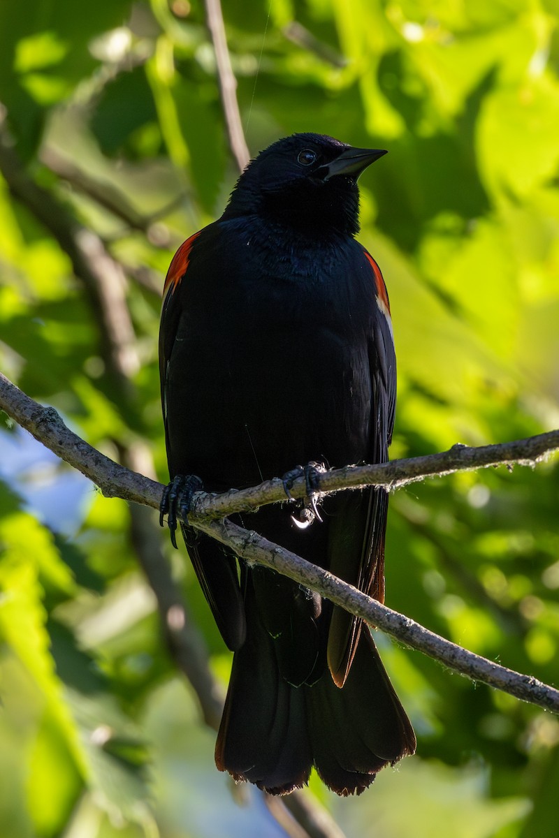 Red-winged Blackbird - ML620131803