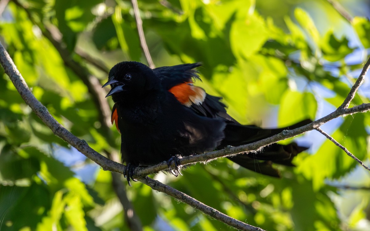 Red-winged Blackbird - ML620131805