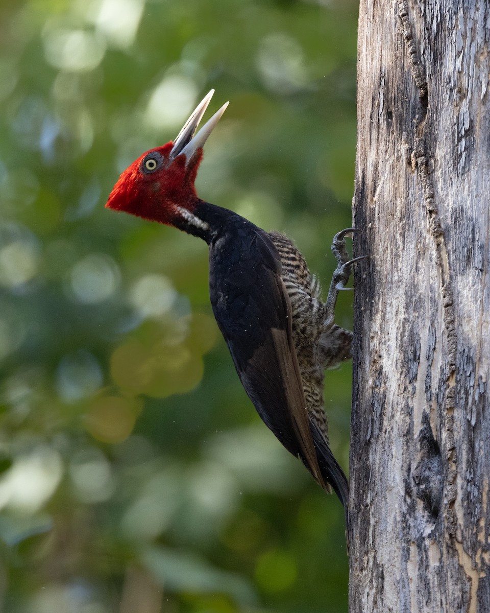Pale-billed Woodpecker - ML620131810