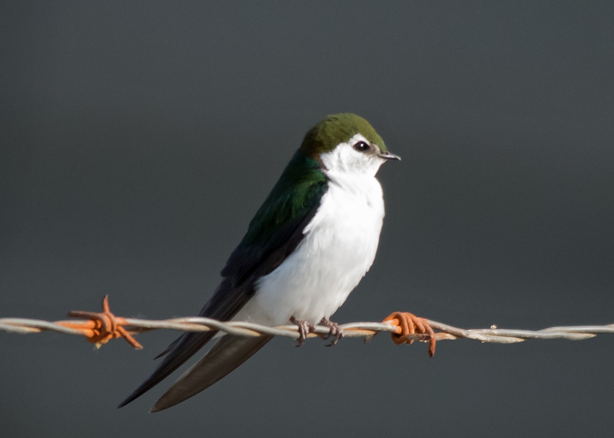 Violet-green Swallow - ML620131835