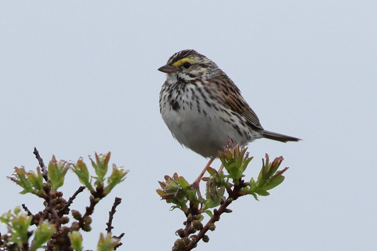 Savannah Sparrow (Savannah) - ML620131851