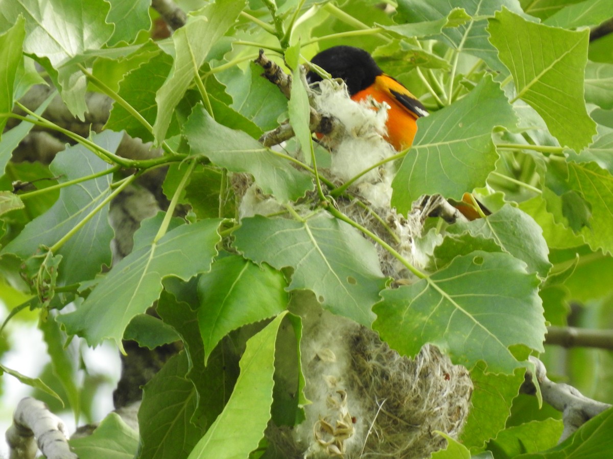 Baltimore Oriole - ML620131854