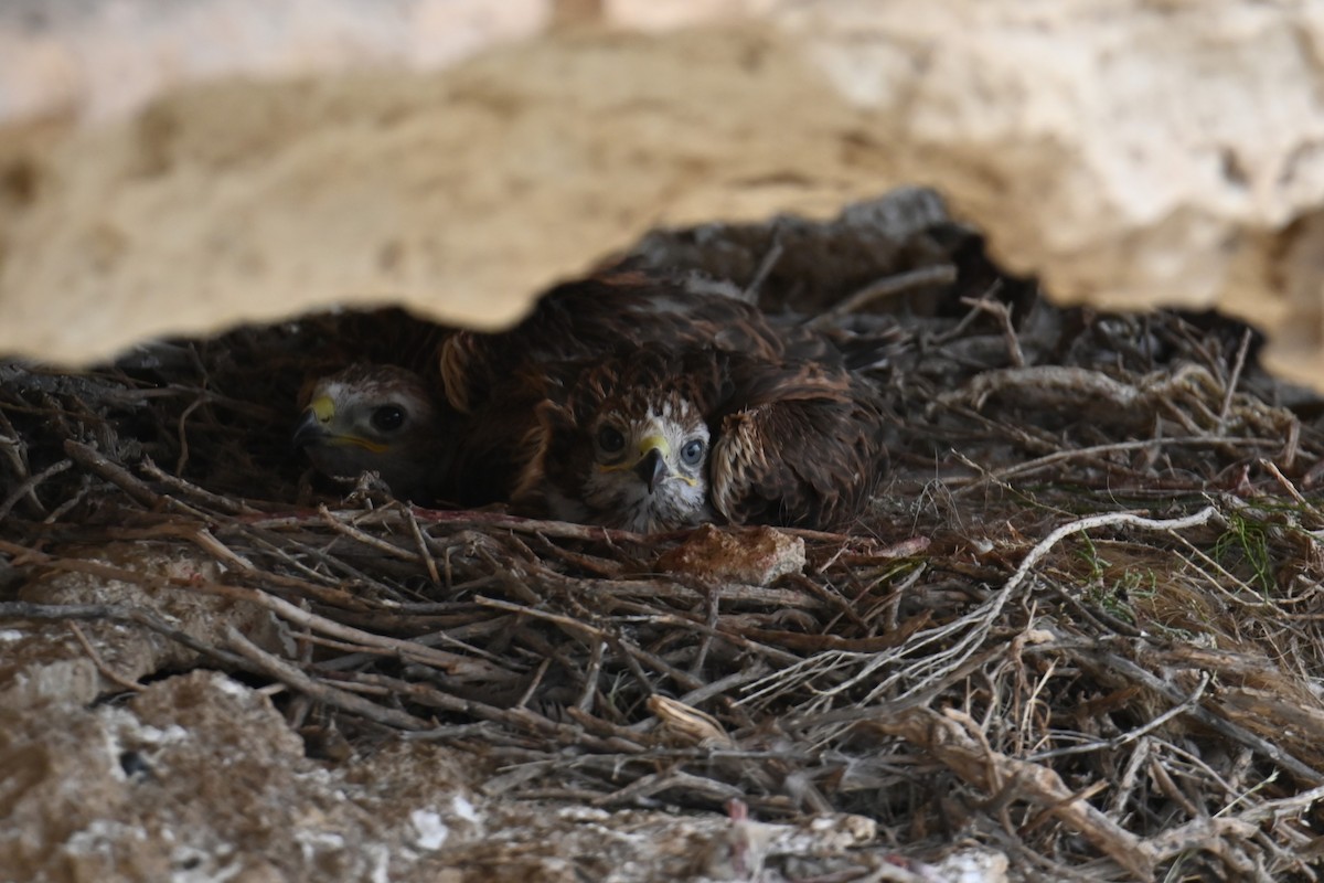 Adlerbussard - ML620131866