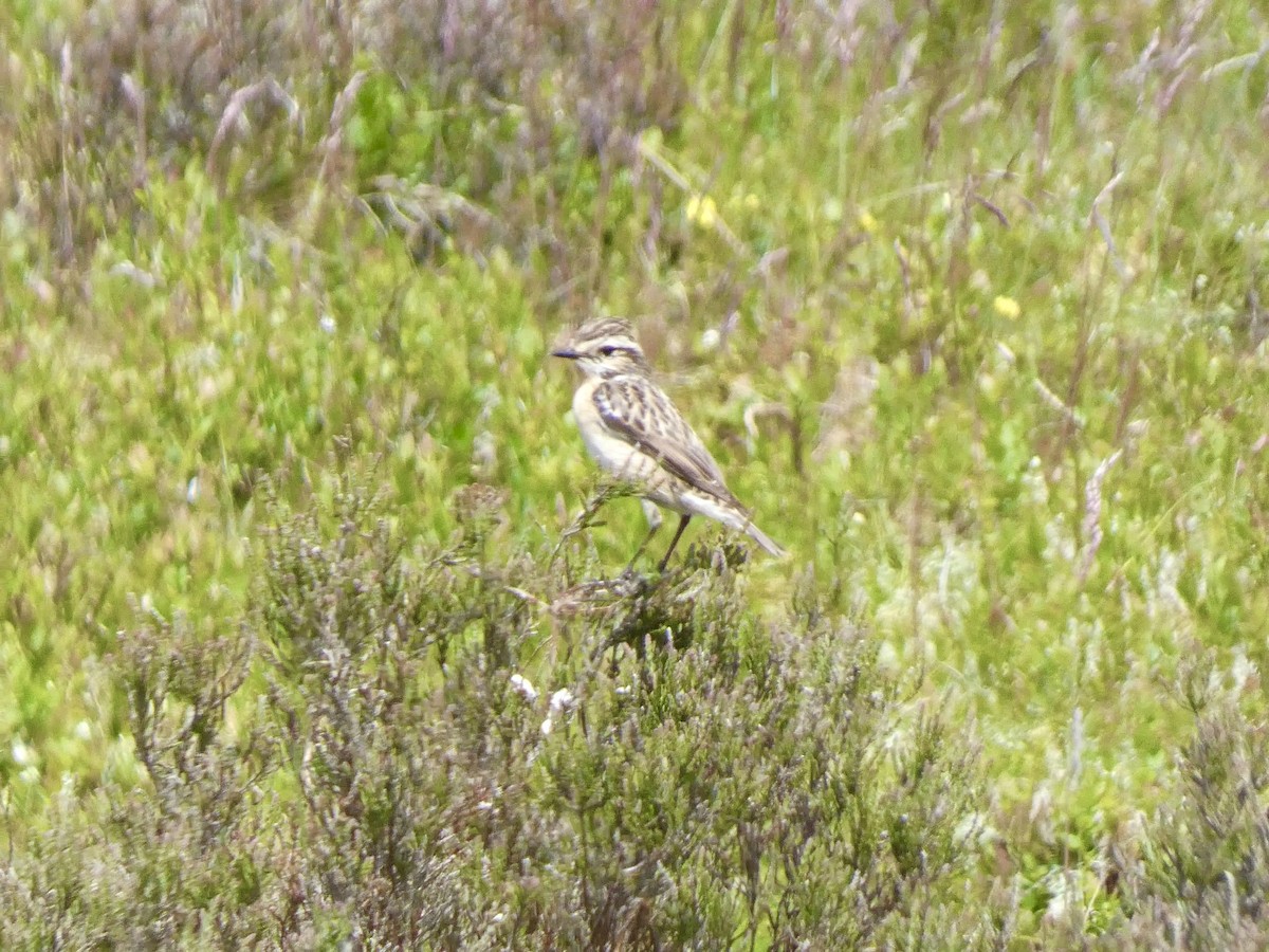 Whinchat - ML620131890