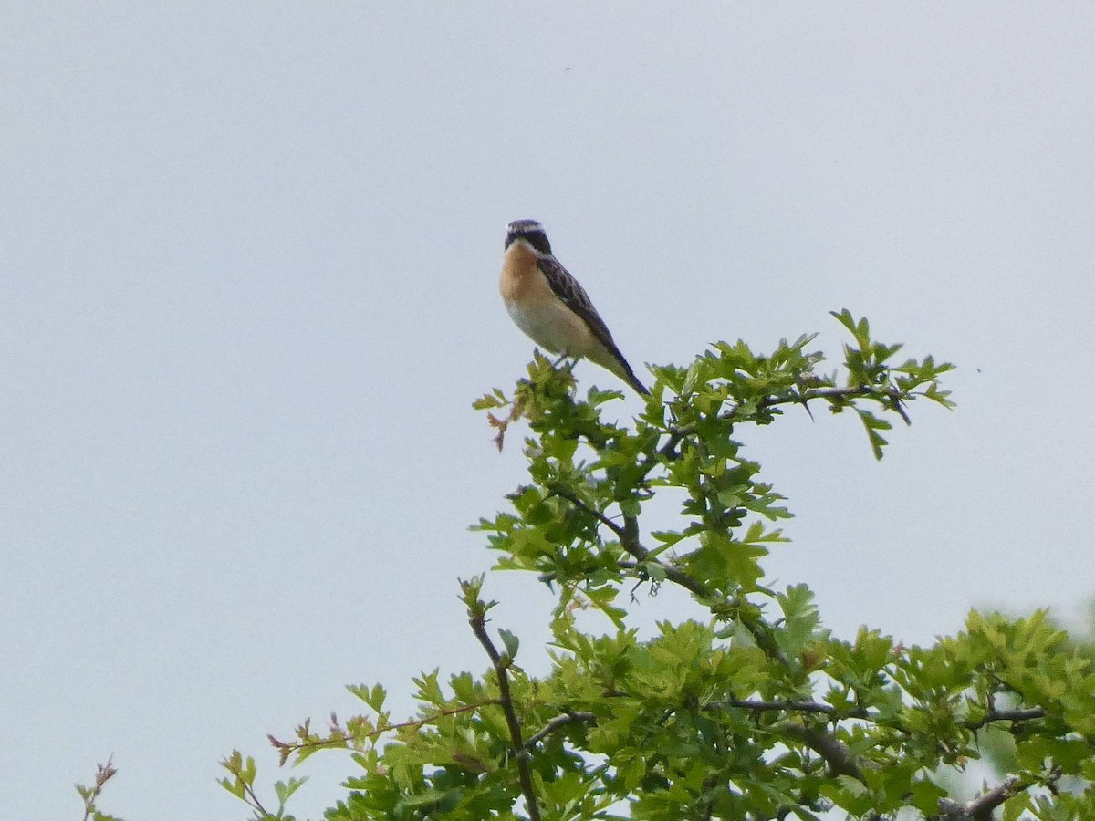 Whinchat - ML620131891