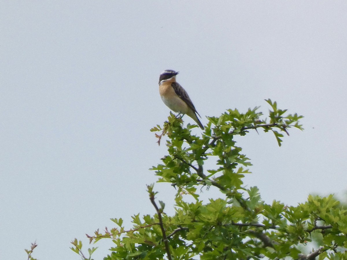 Whinchat - ML620131893