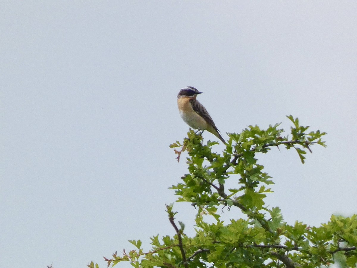 Whinchat - ML620131894