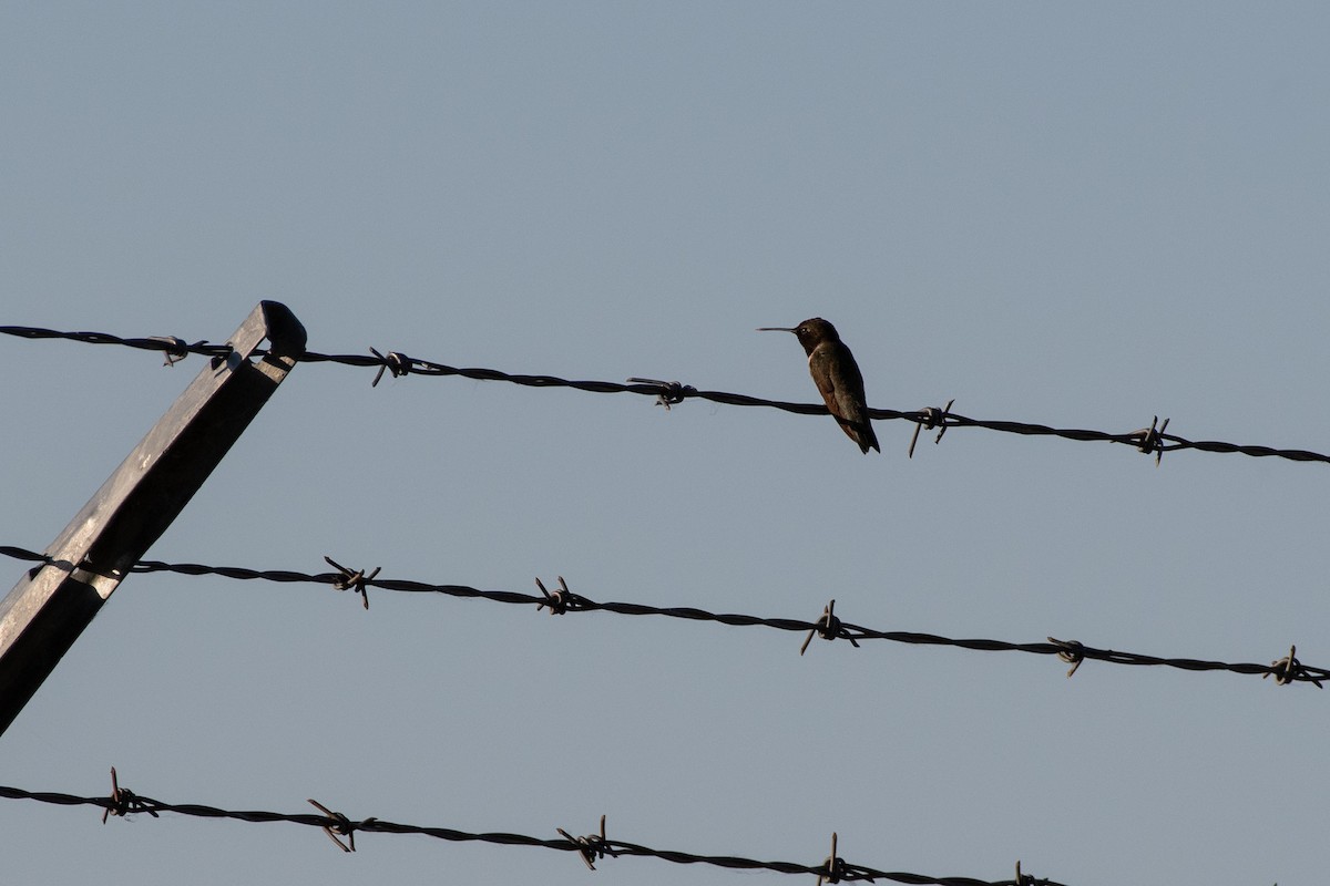 Black-chinned Hummingbird - ML620131904