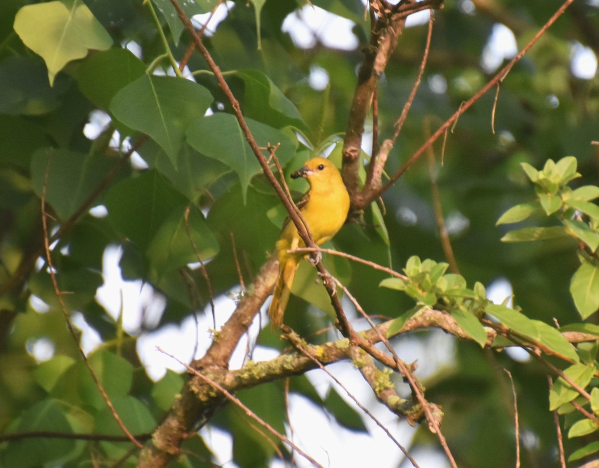 Orchard Oriole - ML620131908