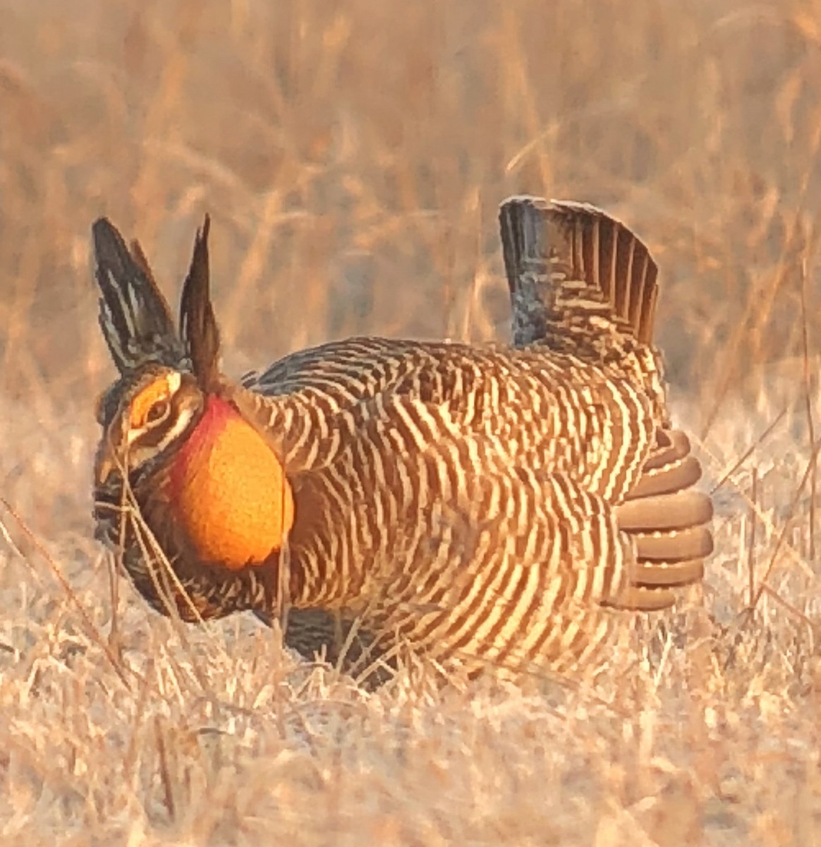 Greater Prairie-Chicken - ML620131914