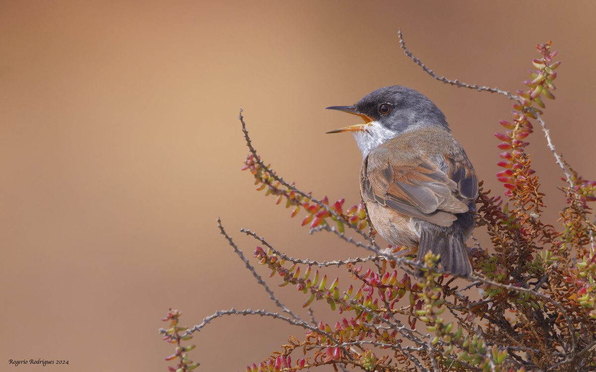 Spectacled Warbler - ML620131930