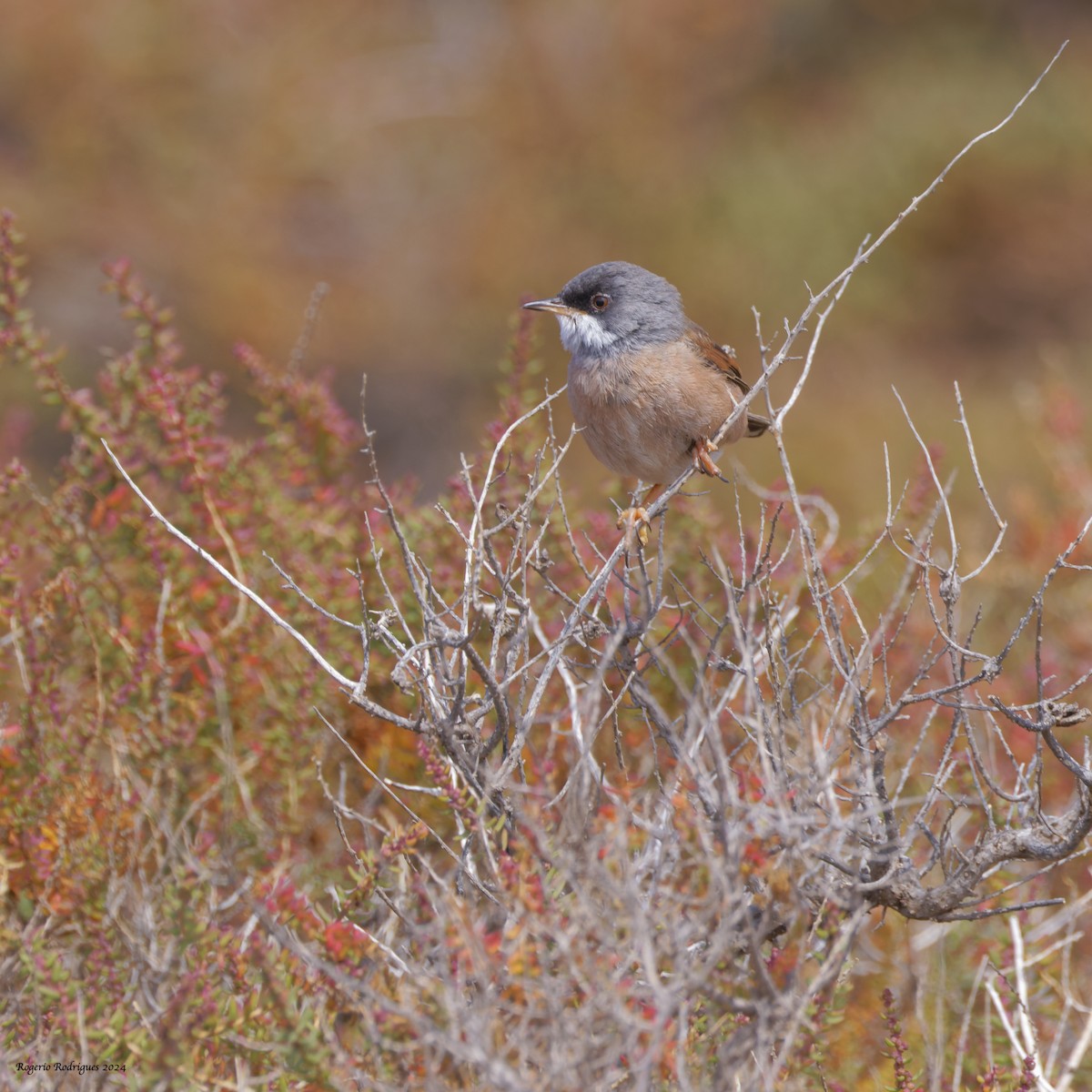 Spectacled Warbler - ML620131931