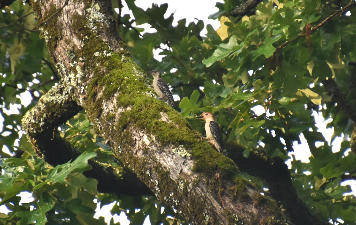 Red-bellied Woodpecker - ML620131947