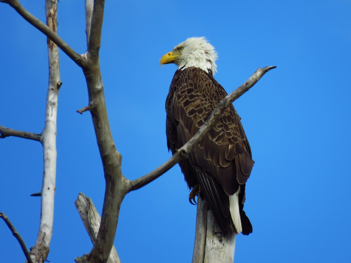 Bald Eagle - ML620131964