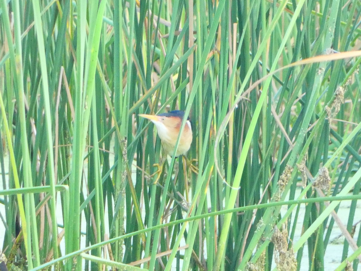 Least Bittern - ML620131967