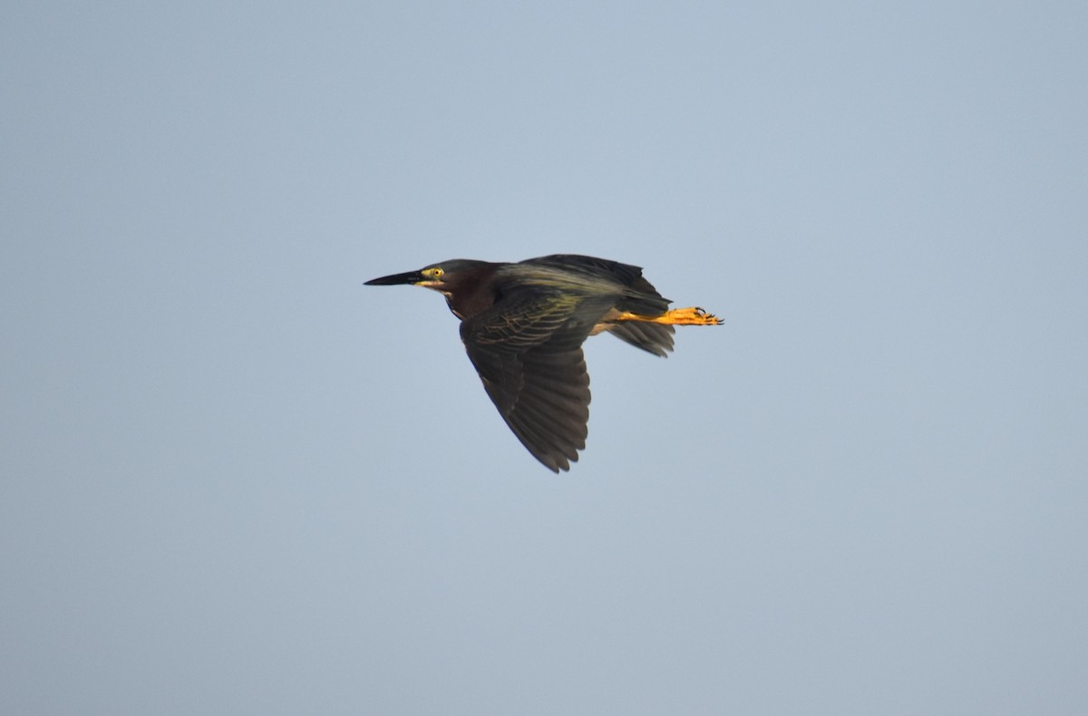 Green Heron - ML620131969