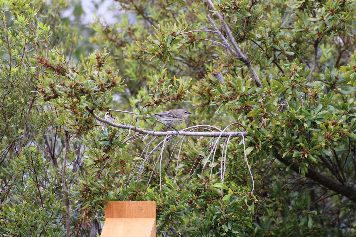 Yellow-rumped Warbler - ML620131975