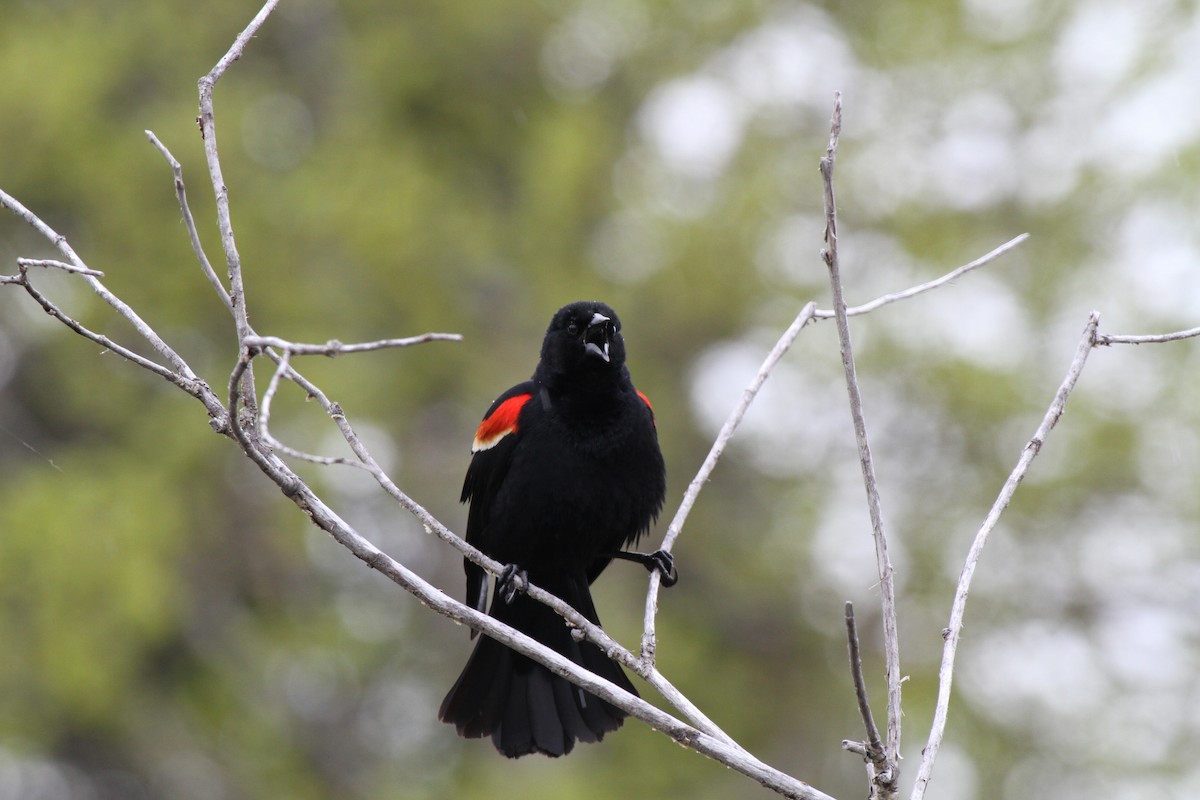 Red-winged Blackbird - ML620131977