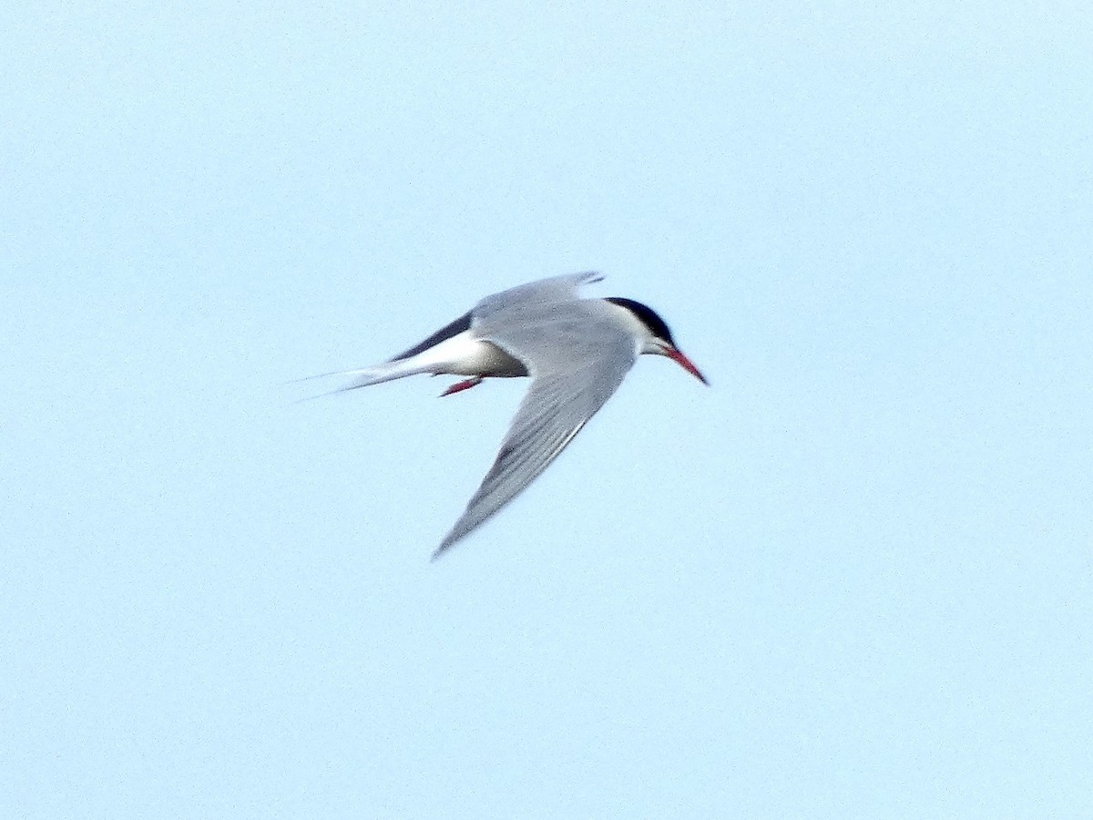 Common Tern - ML620131997
