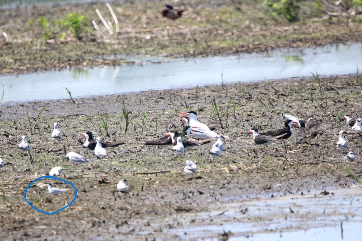 Least Tern - ML620132013