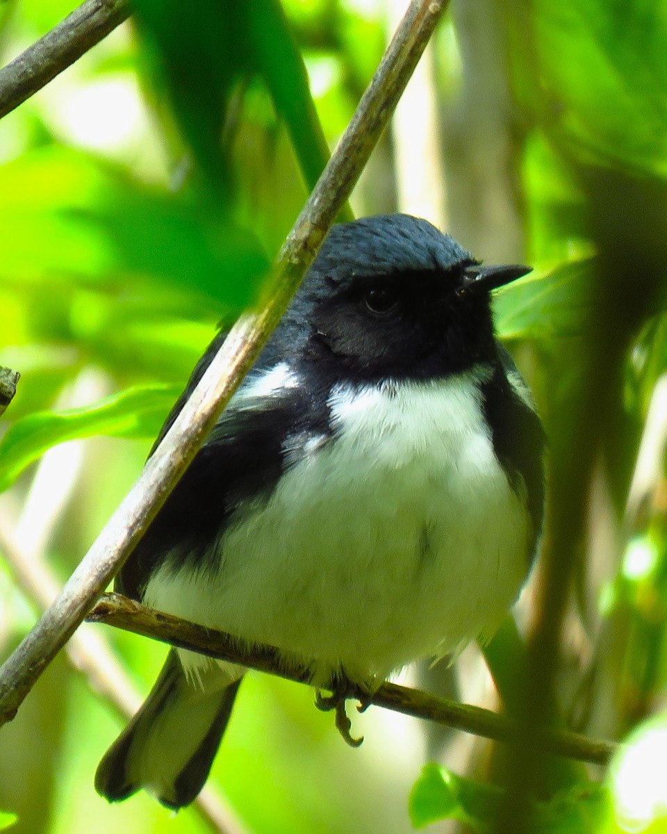 Black-throated Blue Warbler - ML620132019