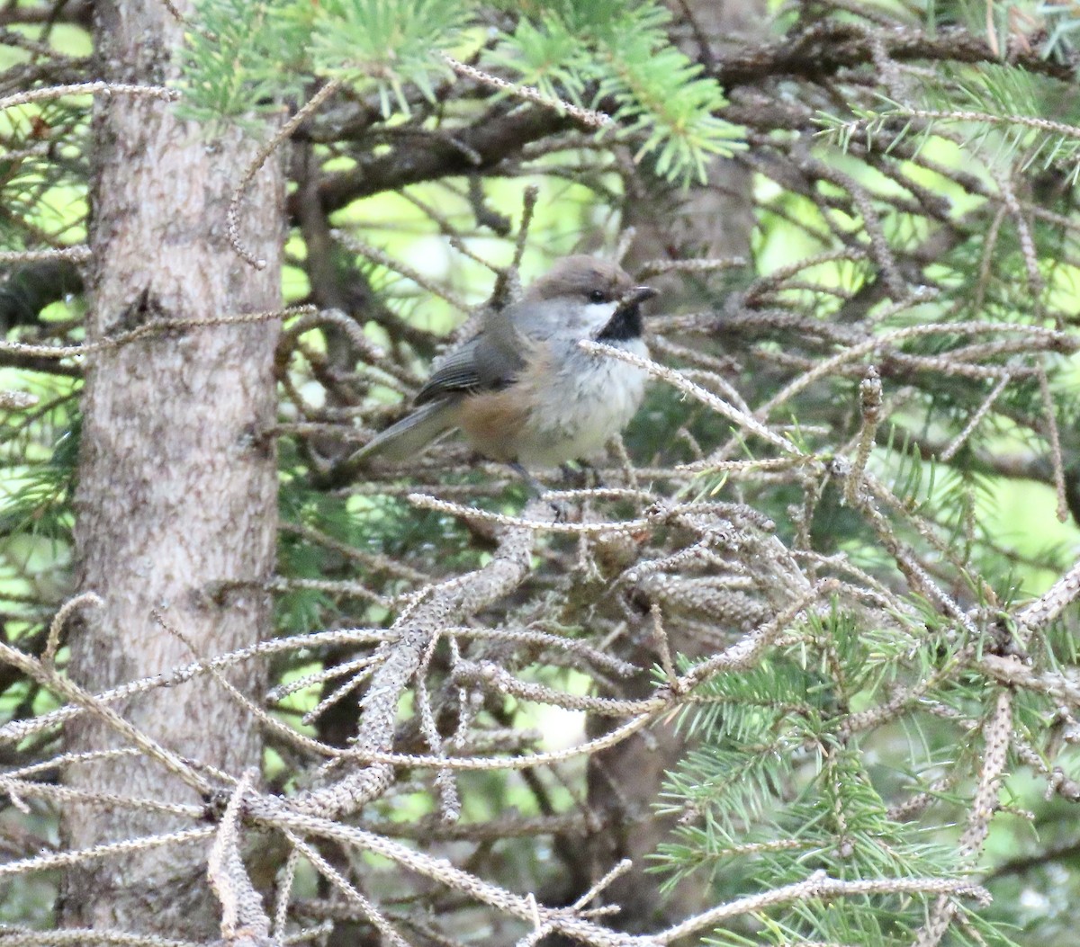 Boreal Chickadee - ML620132022