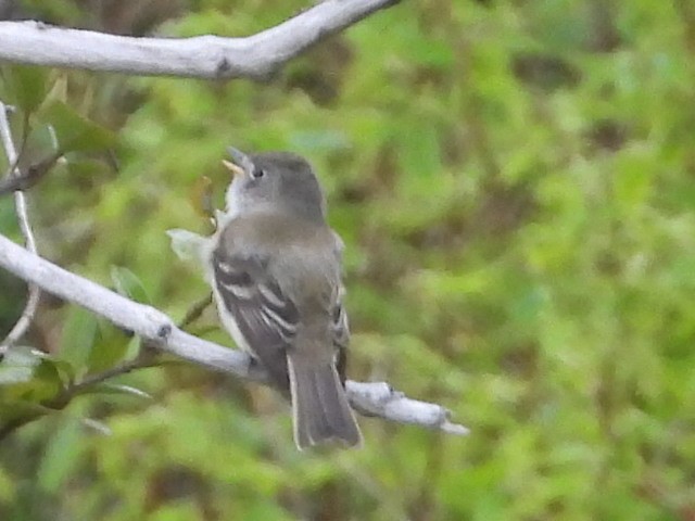 Least Flycatcher - ML620132024