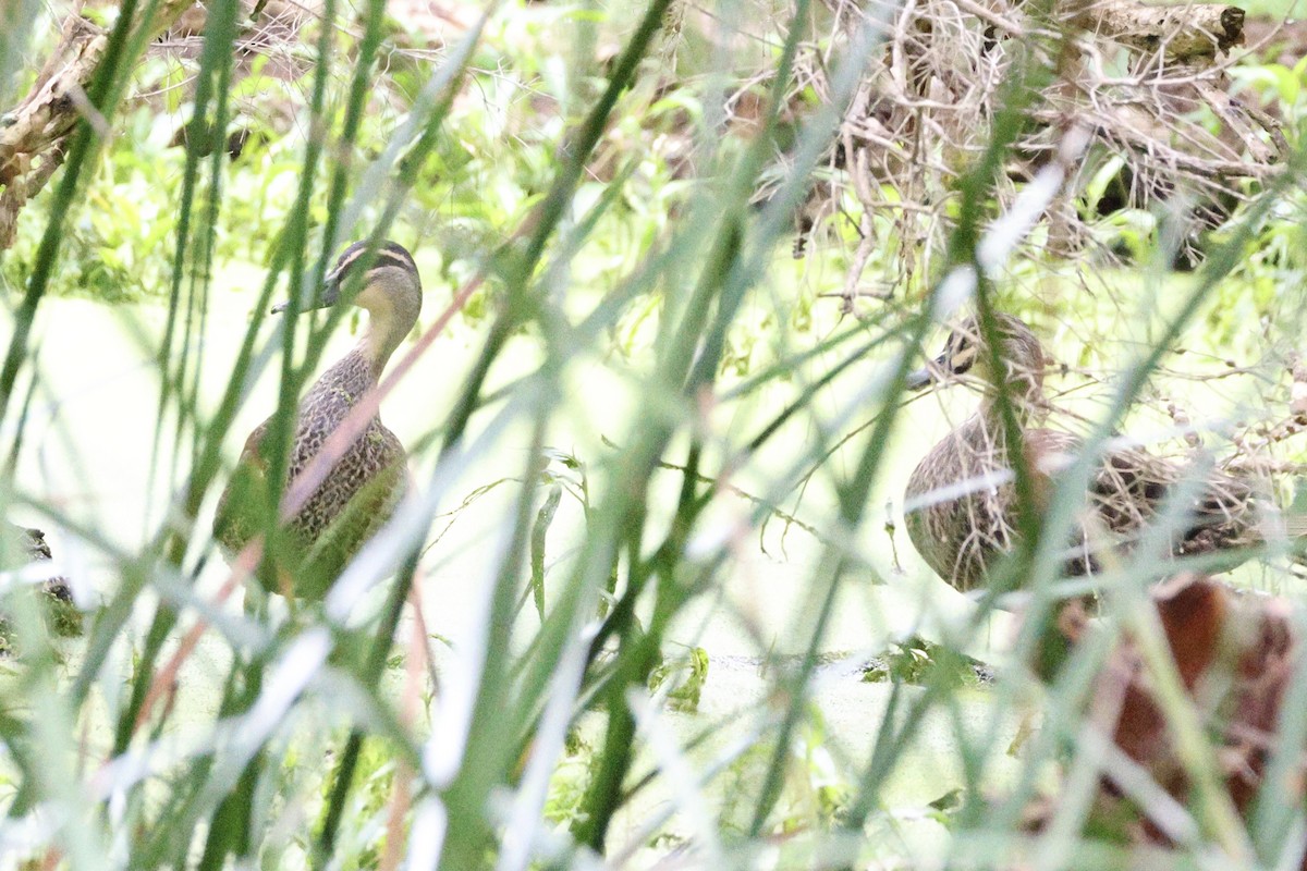 Canard à sourcils - ML620132034