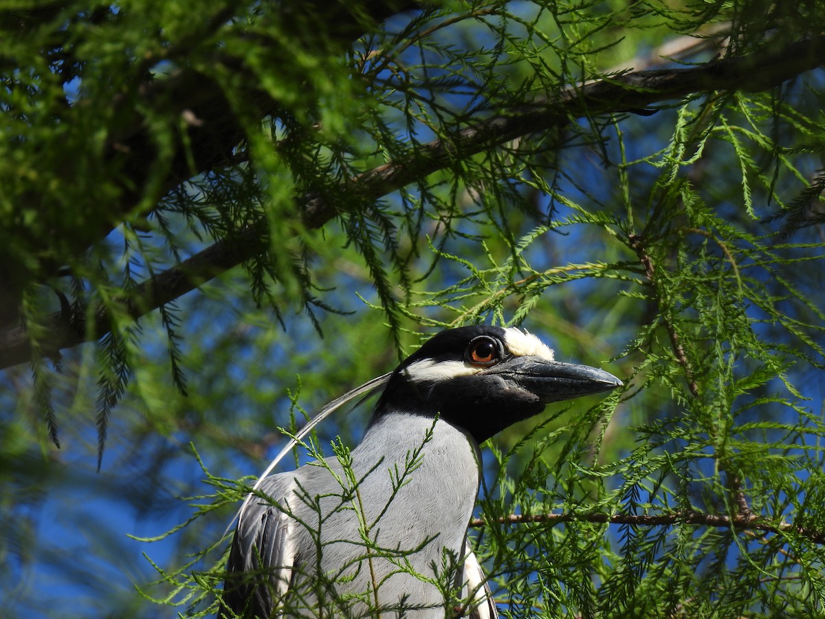 Yellow-crowned Night Heron - ML620132036