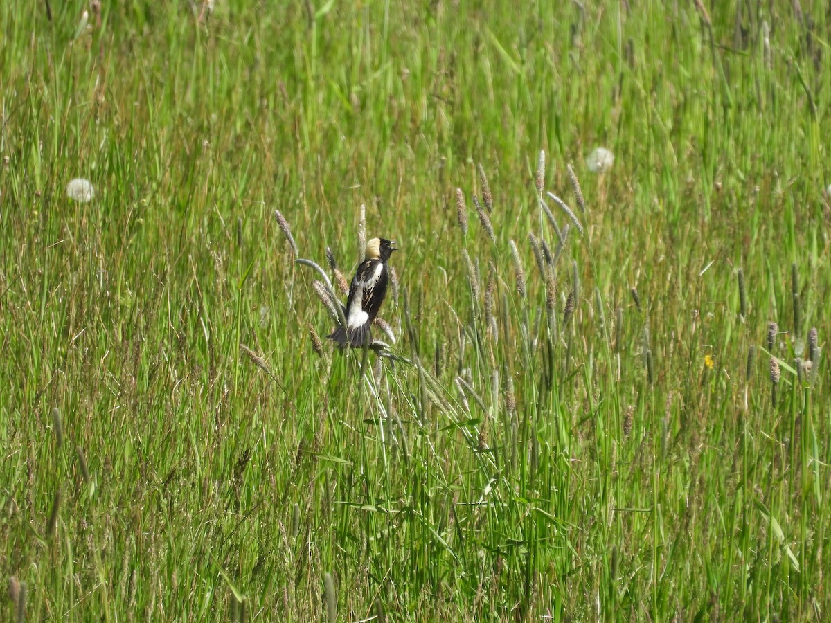 Bobolink - ML620132042