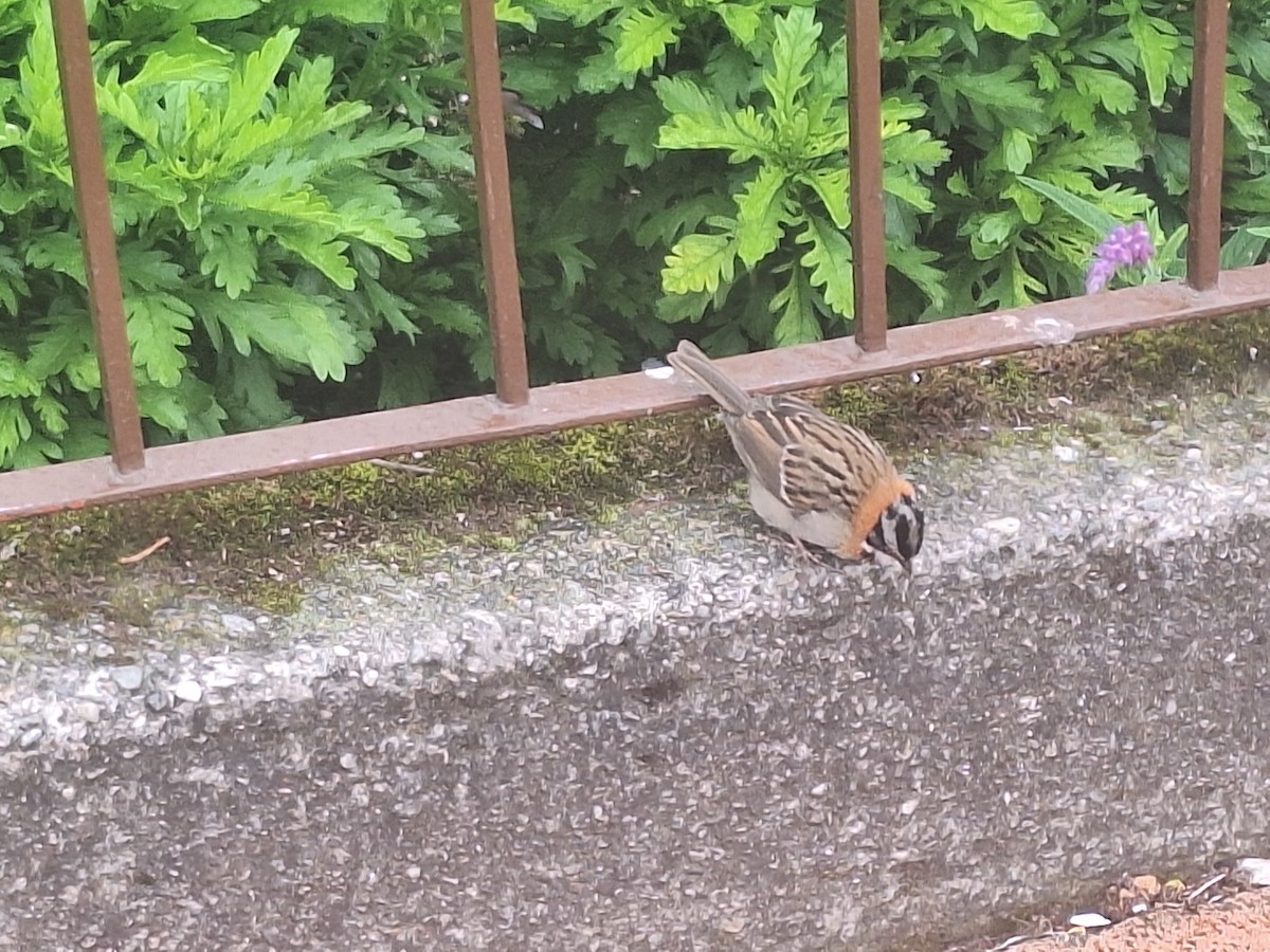 Rufous-collared Sparrow - ML620132046