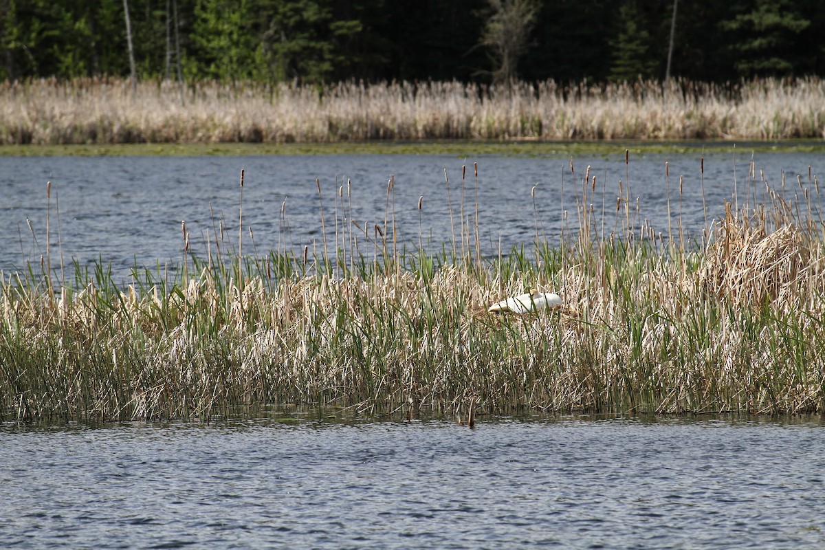 Trumpeter Swan - ML620132050