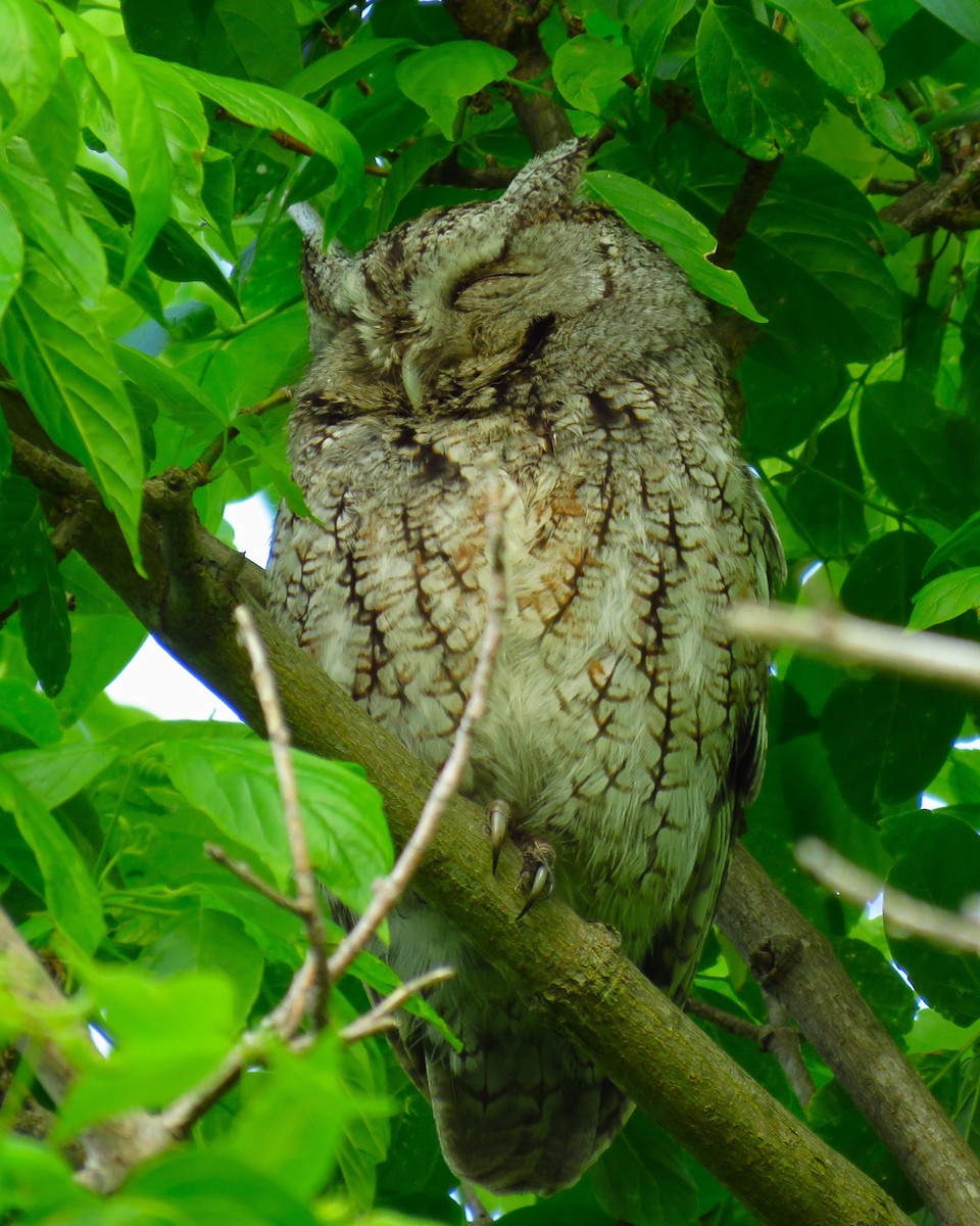 Eastern Screech-Owl - ML620132052