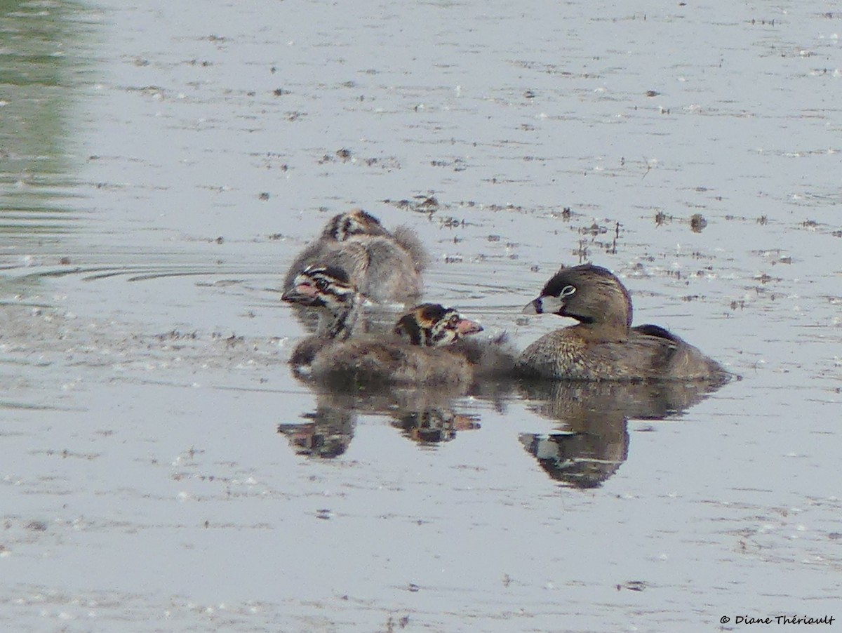 Pied-billed Grebe - ML620132055